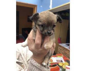 Toujours disponible Chiot chihuahua 1