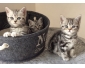 Adorables chatons blanc et gris disponibles  vendre
