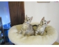 Chatons du Bengale levs  la main