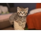 Magnifiques chatons british shorthair à réserver