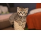 Magnifiques chatons british shorthair  rserver