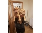 Superbes bbs dogues de bordeaux