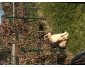 Berger australien mle rouge merle 4 1/2 mois