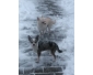 Couple chihuahua