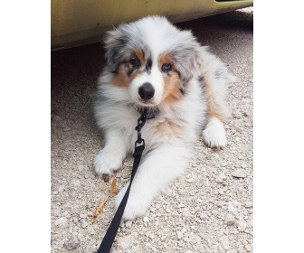A Vendre Chiots Berger Australien Merle
