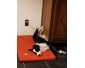 Border Collie Femelle 1 an (1/2/2018)
