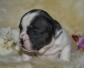 Magnifique chiot bouledogue franais mle bleu