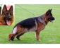 Chiots Berger Allemand noir et feu top beaut