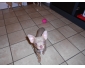 Femelle chihuahua  vendre