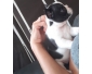 Chiots bouledogue franais