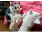 Chatons à donner