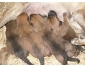 chiots berger malinois issus d'une nichée de travail
