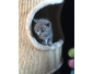 A VENDRE 2 Chatons Femelles Bristish Shorthair