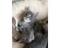 Adorables Chatons Maine coon pour la vente