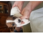 Chiots jack russel