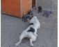 Magnifique chiots American staff femelle et male  de 03 mois Belgique