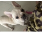 Chiot Bouledogue Franais  vendre