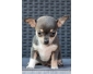 Chiot Chihuahua à vendre