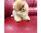 A vendre 2 spitz nain