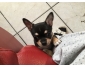 Chihuahua femelle poils courts