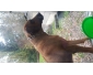 chiots rhodésian ridgeback a réserver