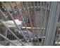 A vendre gris du Gabon mâle...