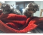 Chatons à donner