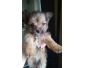 Chiot croisée yorkshire