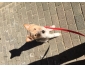 Fox Terrier à vendre