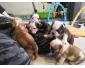 4 Chiots Bulldog Anglais disponible.