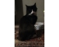 Chat mâle à donner