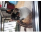 Chat a vendre