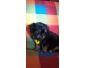Vent chiot