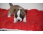 petits chiens à vendre