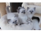 Magnifiques Chatons Sacré De Birmanie