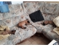 chiot malinois