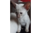 3 chatons  siamois