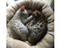 adoption chat