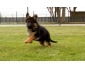 A DONNER BERGER ALLEMAND