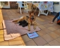 Chiots berger allemand