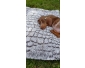 Chien a vendre