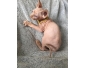 Chaton sphynx
