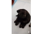 Chiot croise