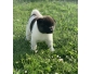 Chiots Akita