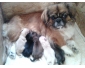 Pékinois chiots