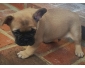 A DONNÉ CHIOTS BOULEDOGUE FRANCAISE DISPO