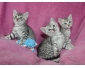 Donne Magnifiques chatons type Mau Egyptien