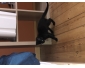 Chaton noir