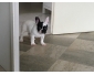 Magnifique type Bouledogue français