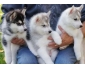 Chiot Husky Sibérien LOF disponible a donner.
